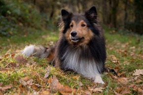 gallery/sheltie-1047093_640