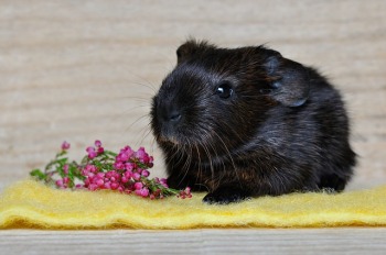 gallery/guinea-pig-658718_640